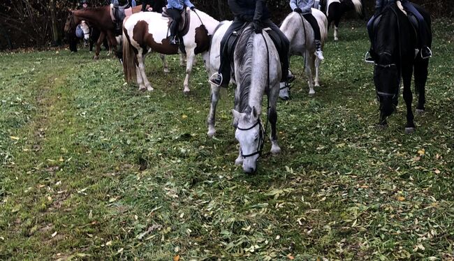 13-jährige Stute sucht Platz als Therapie oder Beistellpferd, Schlagbauer, Horses For Sale, Stubenberg, Image 4