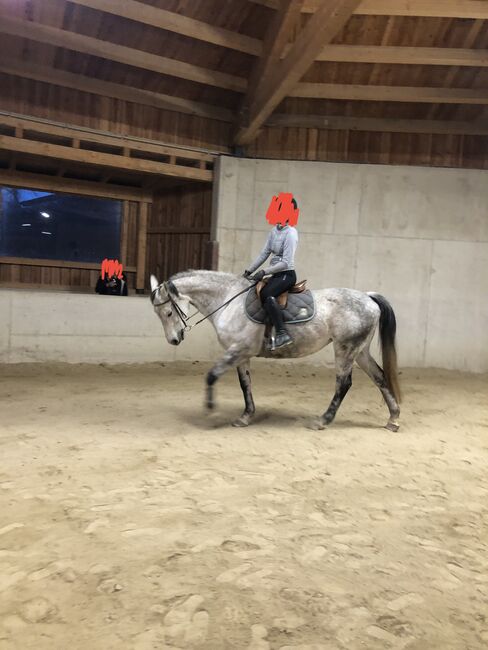 13-jährige Stute sucht Platz als Therapie oder Beistellpferd, Schlagbauer, Horses For Sale, Stubenberg, Image 6