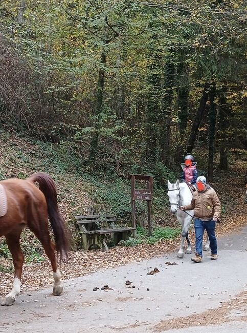 13-jährige Stute sucht Platz als Therapie oder Beistellpferd, Schlagbauer, Horses For Sale, Stubenberg, Image 3