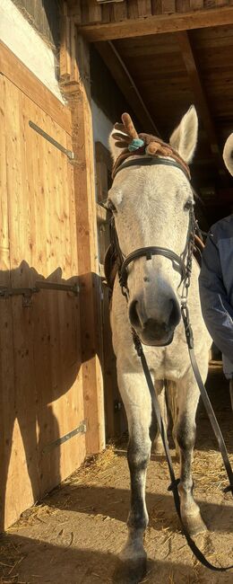 13-jährige Stute sucht Platz als Therapie oder Beistellpferd, Schlagbauer, Horses For Sale, Stubenberg, Image 2