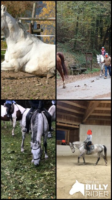 13-jährige Stute sucht Platz als Therapie oder Beistellpferd, Schlagbauer, Horses For Sale, Stubenberg, Image 7