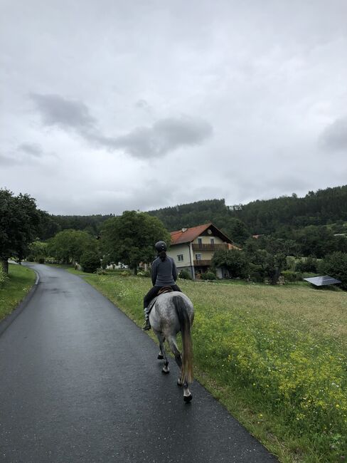 13-jährige Stute sucht Platz als Therapie oder Beistellpferd, Schlagbauer, Pferd kaufen, Stubenberg, Abbildung 5