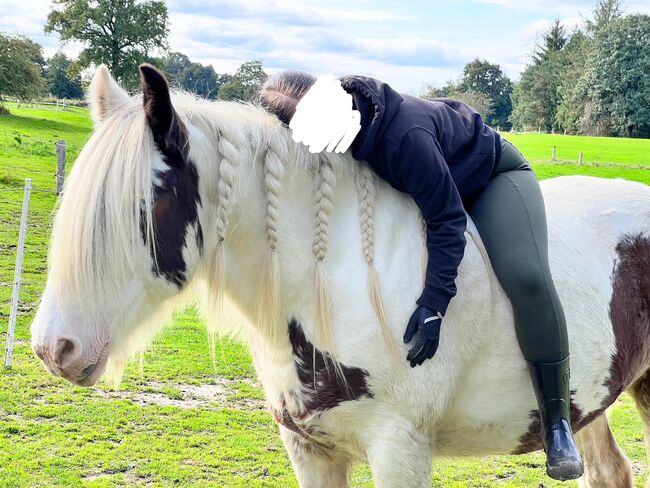 13 jähriger Tinker, Sandra H., Pferd kaufen, Bargfeld-Stegen, Abbildung 4