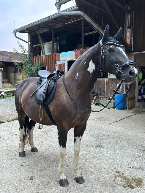 13jährige Freizeit Stute sucht neues Zuhause, Tatjana, Horses For Sale, Albershausen 