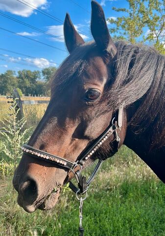 13-jährige Welsh Partbred Stute, Angi , Horses For Sale, Rangsdorf