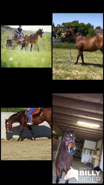 13 jährige Quarter Horse (Zucht)Stute, Anja Helmel, Horses For Sale, Sankt Willibald , Image 14