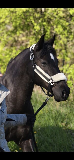 13j. Freizeitpony Rappstute (bedingt reitbar) sucht Endplatz, Sara, Horses For Sale, Husum