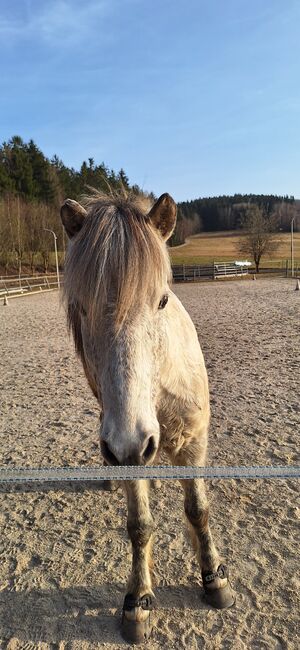 13 j. Islandwallach mit viel Geländeerfahrung, Sina Baurmann , Horses For Sale, Schönberg