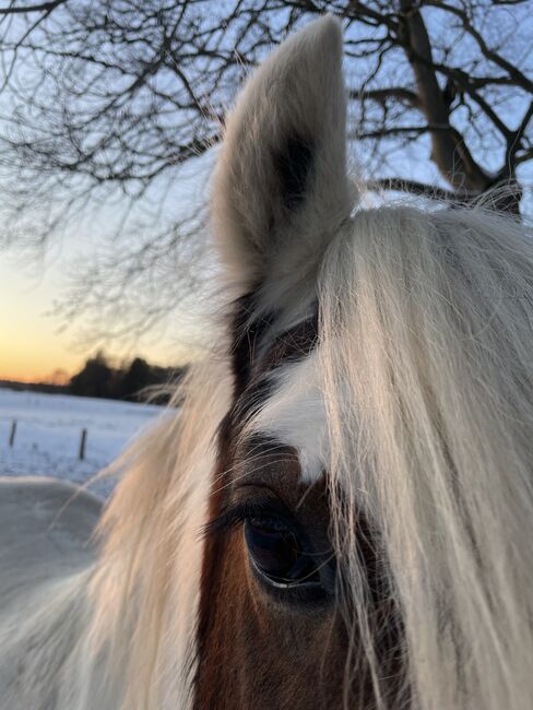 13 jähriger Tinker, Sandra H., Horses For Sale, Bargfeld-Stegen, Image 5