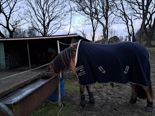 Abschwitzdecke in 135 von Krämer, Silvia, Horse Blankets, Sheets & Coolers, Sollwitt