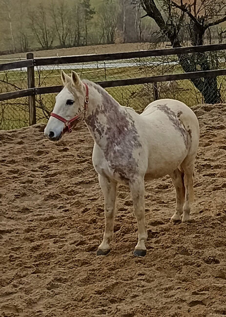 13jähriger Warmblutwallach, Heidi Riedlsperger, Pferd kaufen, Kroatisch Tschantschendorf