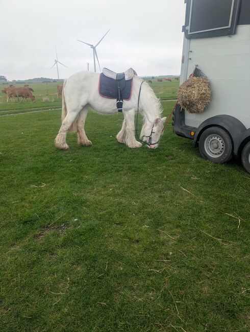 14.1 4 year old For sale, Romany Eggerton , Horses For Sale, Wakefield 