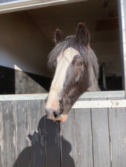 14.2 cob gelding, Lauren Cook, Horses For Sale, High Salvington, Image 4
