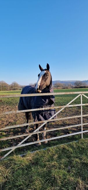 14.2 cob gelding, Lauren Cook, Pferd kaufen, High Salvington, Abbildung 2