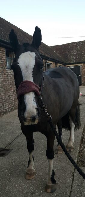 14.2 cob gelding, Lauren Cook, Pferd kaufen, High Salvington, Abbildung 3