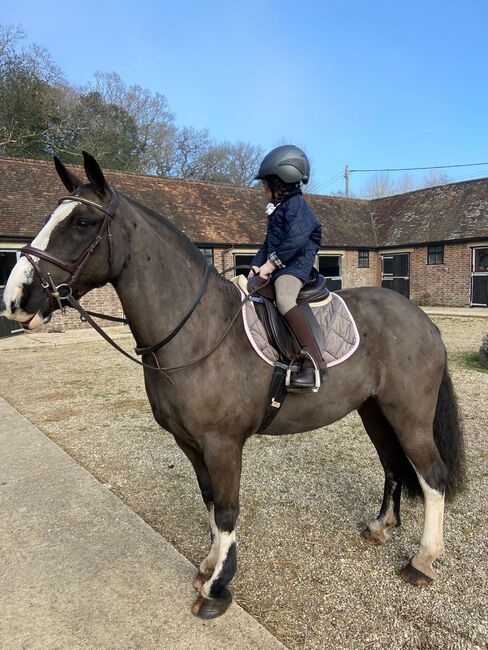 14.2 cob gelding, Lauren Cook, Pferd kaufen, High Salvington, Abbildung 5