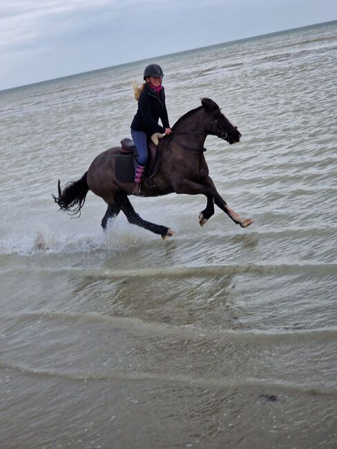 14.2 cob gelding, Lauren Cook, Pferd kaufen, High Salvington