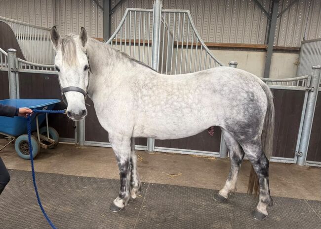 14.2hh | 9-year-old | Registered Connemara Mare, Brook, Konie na sprzedaż, Newark Nottinghamshire 