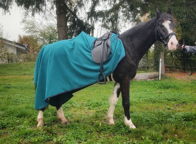 14 j. Pony Wallach Springen und Dressur 1,30, Pony Schule, Pferd kaufen, Neftenbach , Abbildung 6