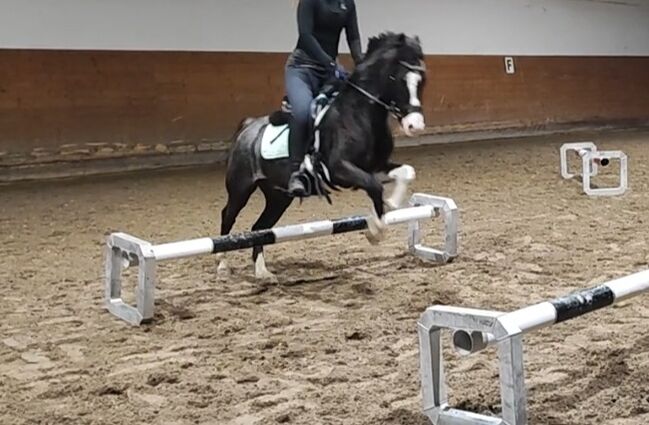 14 j. Pony Wallach Springen und Dressur 1,30, Pony Schule, Pferd kaufen, Neftenbach 