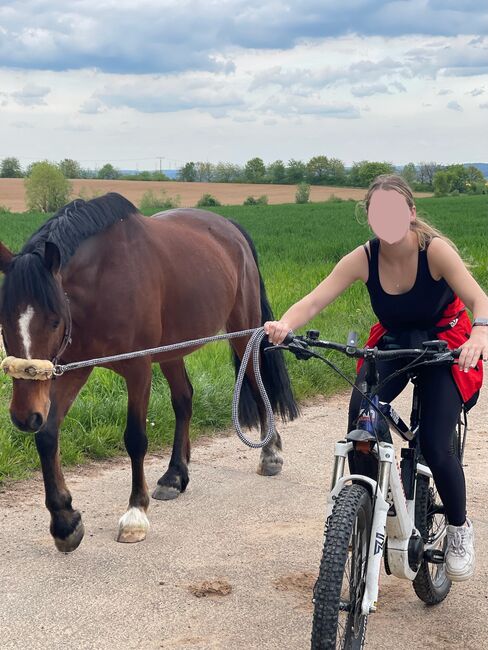 14 Jähriger Allrounder - ca. 1,56, Lilli Wagner, Pferd kaufen, Balingen , Abbildung 10