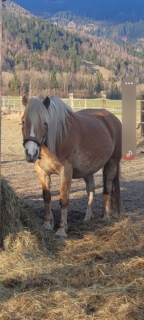 14 jährige Haflingerstute, Prucker-Huber Michaela , Konie na sprzedaż, Gaishorn