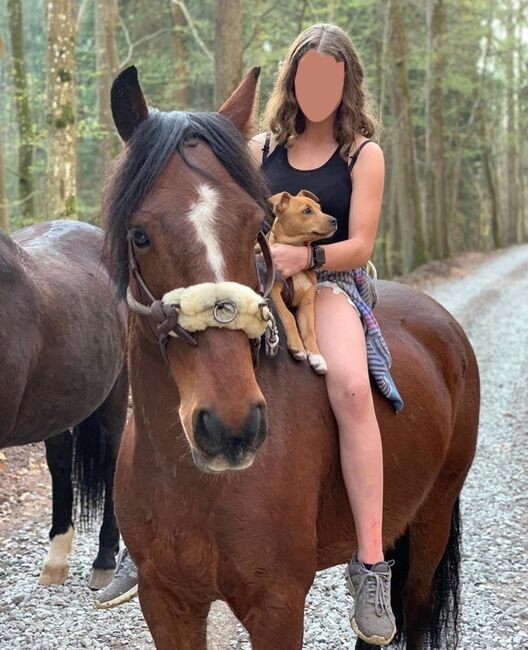 14 Jähriger Allrounder - ca. 1,56, Lilli Wagner, Horses For Sale, Balingen , Image 3