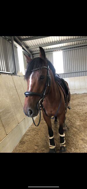 14 Jähriger Allrounder - ca. 1,56, Lilli Wagner, Horses For Sale, Balingen , Image 4