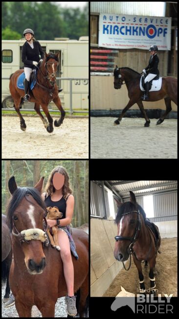 14 Jähriger Allrounder - ca. 1,56, Lilli Wagner, Horses For Sale, Balingen , Image 11