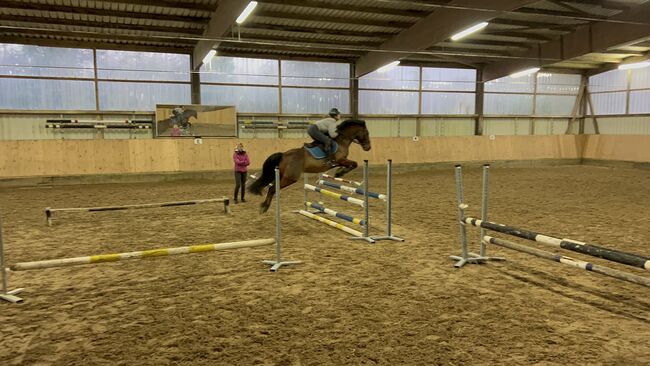 14 Jähriger Allrounder - ca. 1,56, Lilli Wagner, Horses For Sale, Balingen , Image 6