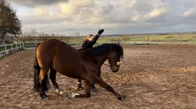 14 Jähriger Allrounder - ca. 1,56, Lilli Wagner, Horses For Sale, Balingen , Image 8