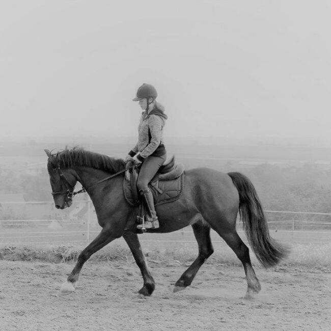 14 Jähriger Allrounder - ca. 1,56, Lilli Wagner, Horses For Sale, Balingen , Image 9