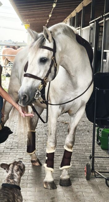 14 jähriger PRE Wallach 165cm sucht best Platz, Rondeno , Horses For Sale, Grevenbroich 