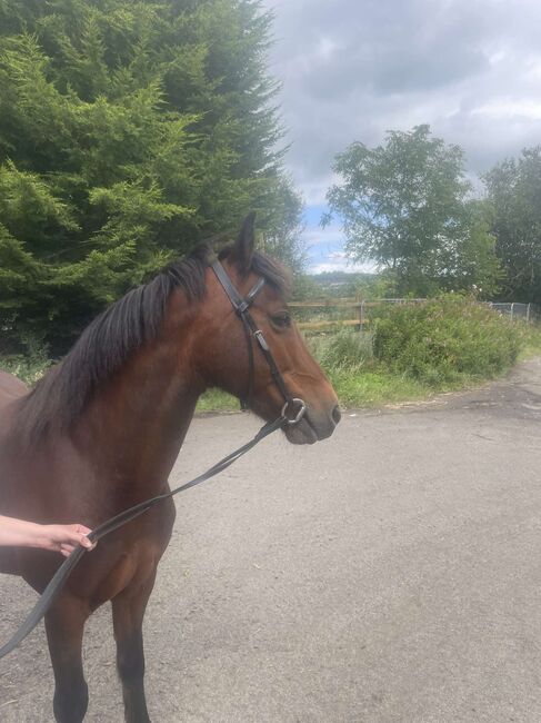 14hh riding pony, Lauren Mills, Horses For Sale, Durham, Image 5