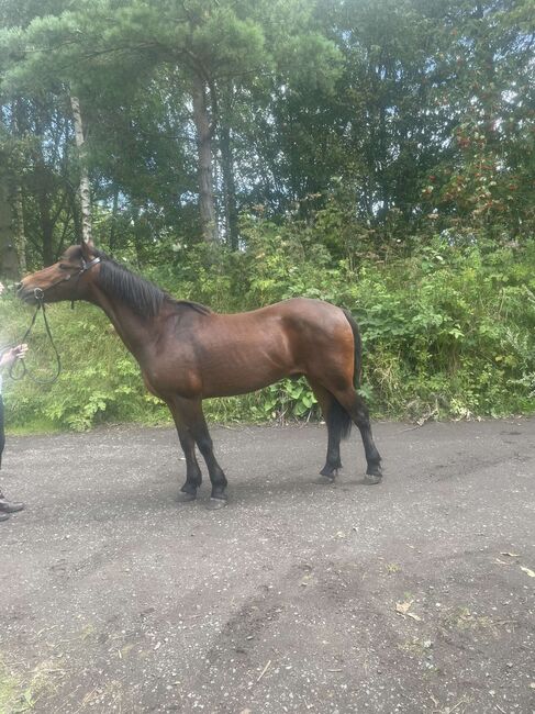 14hh riding pony, Lauren Mills, Horses For Sale, Durham, Image 8