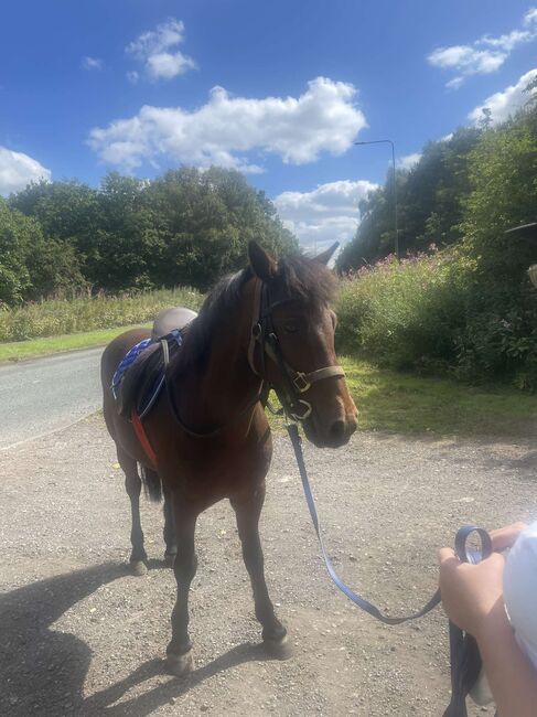 14hh riding pony, Lauren Mills, Horses For Sale, Durham, Image 2