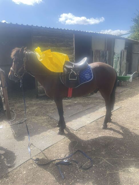 14hh riding pony, Lauren Mills, Konie na sprzedaż, Durham, Image 3