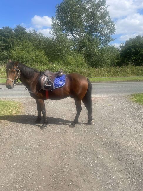 14hh riding pony, Lauren Mills, Pferd kaufen, Durham, Abbildung 7