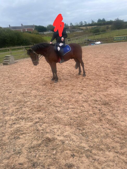 14hh Welsh cross, Lauren Mills, Horses For Sale, Durham