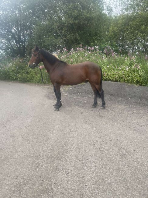 14hh Welsh cross, Lauren Mills, Horses For Sale, Durham, Image 12