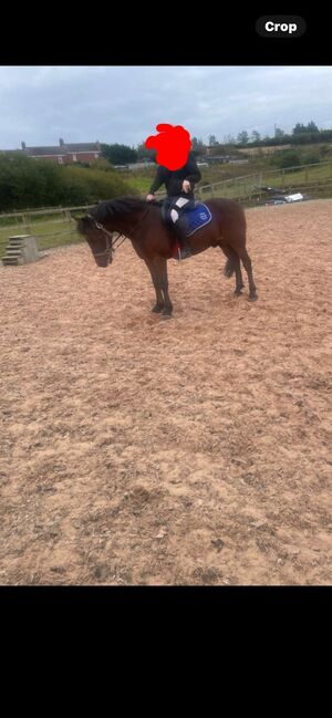 14hh Welsh cross, Lauren Mills, Horses For Sale, Durham, Image 2