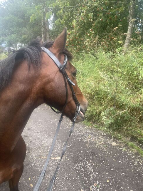 14hh Welsh cross, Lauren Mills, Horses For Sale, Durham, Image 13