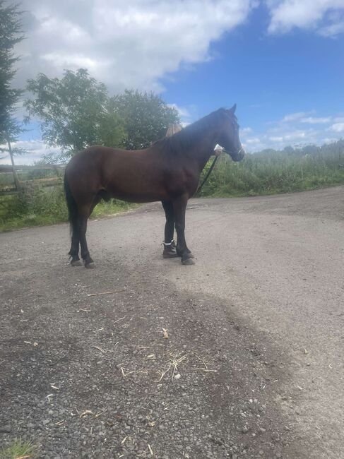 14hh Welsh cross, Lauren Mills, Horses For Sale, Durham, Image 14