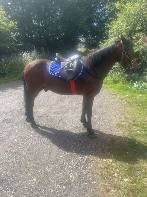 14hh Welsh cross, Lauren Mills, Horses For Sale, Durham, Image 7