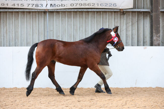 14hh Welsh cross, Lauren Mills, Horses For Sale, Durham