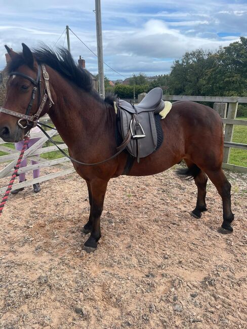 14hh Welsh cross, Lauren Mills, Konie na sprzedaż, Durham, Image 2