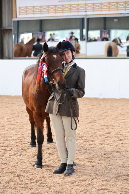 14hh Welsh cross, Lauren Mills, Konie na sprzedaż, Durham, Image 3