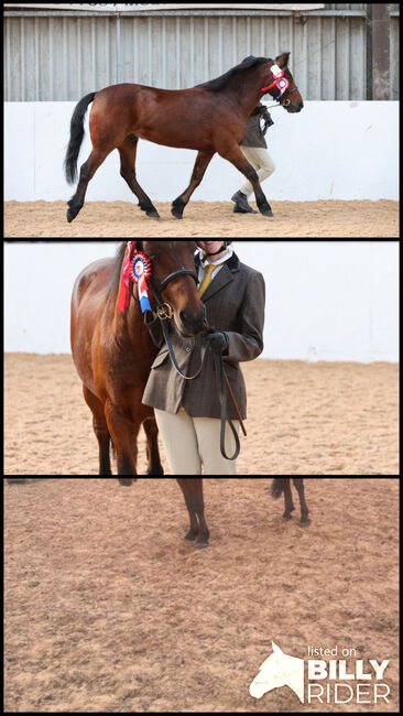 14hh Welsh cross, Lauren Mills, Pferd kaufen, Durham, Abbildung 4