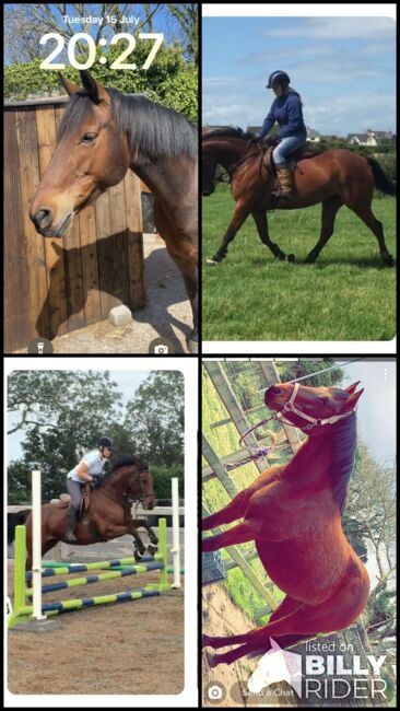 15’1 Bay Horse, Gillian Warnock, Horses For Sale, Ballyhalbert, Image 6