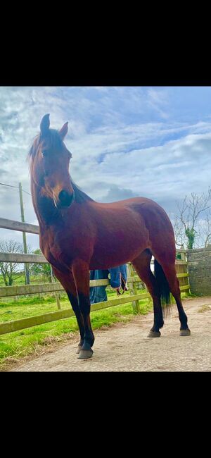15’1 Bay Horse, Gillian Warnock, Horses For Sale, Ballyhalbert, Image 4